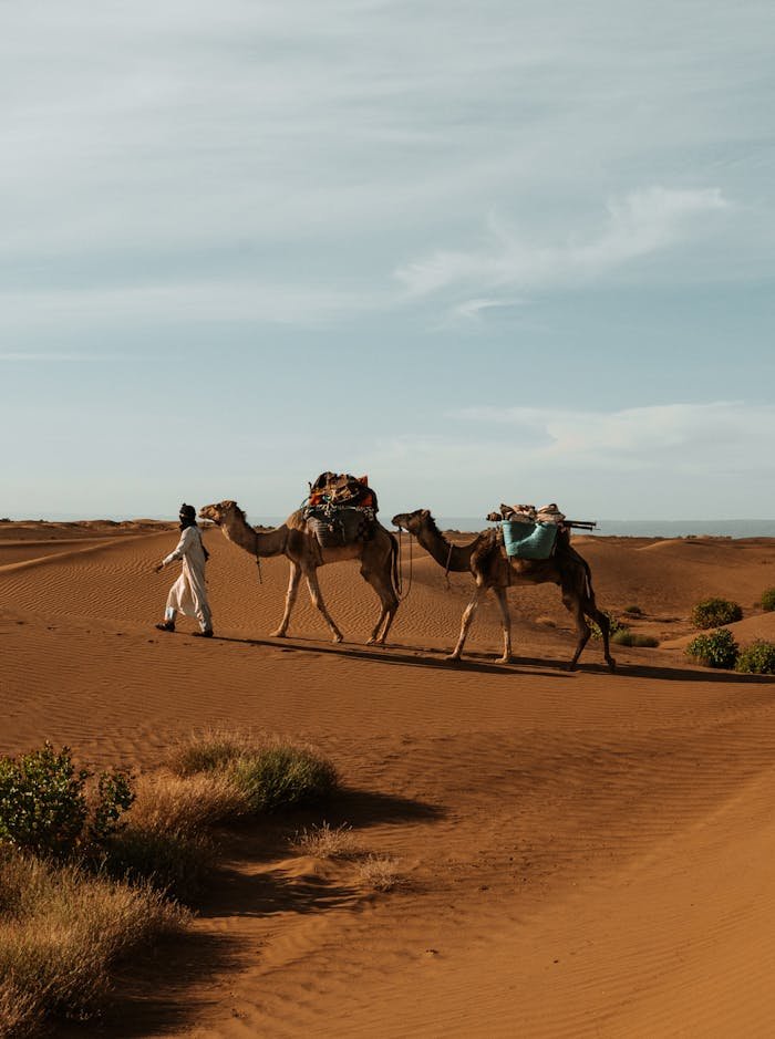 A scenic view of a camel caravan traversing the sands of the Sahara in Morocco.